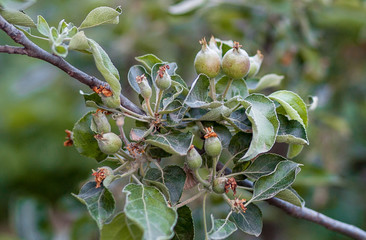 small apples grow on a tree branch
