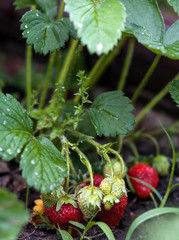 wild strawberries in the garden