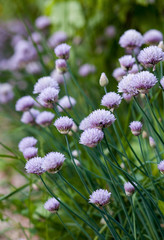 garlic blooms in the garden