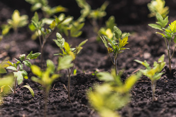 a lot of little tomato seedlings grow from the ground in spring