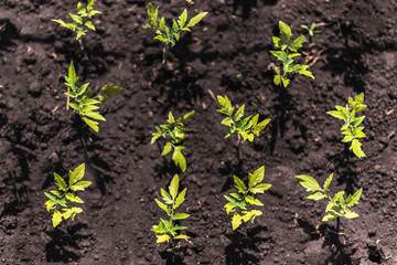 a lot of little tomato seedlings grow from the ground in spring