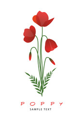 Obraz premium Stems, leaves and poppy flowers isolated on white background.