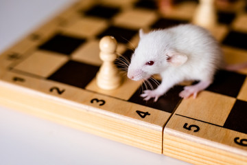 Fototapeta premium Cute little white rat with big ears siting on the chess board on the white background