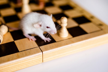 Fototapeta premium Cute little white rat with big ears siting on the chess board on the white background