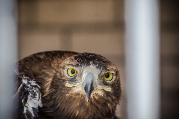 The Eagle Is The Imperial Eagle