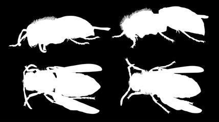 four wasp silhouettes on black