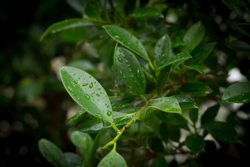 Fototapeta na wymiar rain drop on green leaf nature