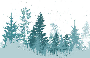 fir cyan forest under snowfall on white