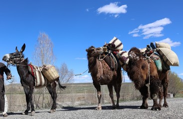Camels and a donkey.