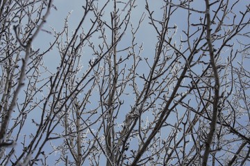branches of a tree against blue sky
