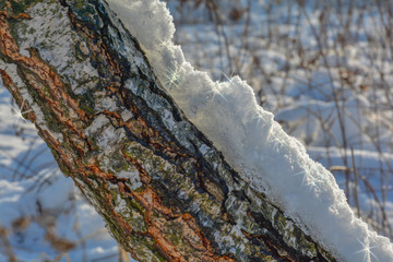 śnieg i gwiazdki na pniu drzewa w promieniach słońca © Mariusz Sowula