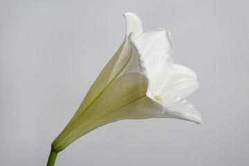 White lily flower isolated on gray background.