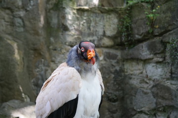 Königsgeier