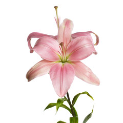 A branch of pink lily flowers isolated on a gray background.