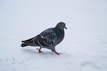 pigeon on snow