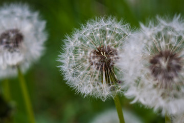 dandelion on background of green grass