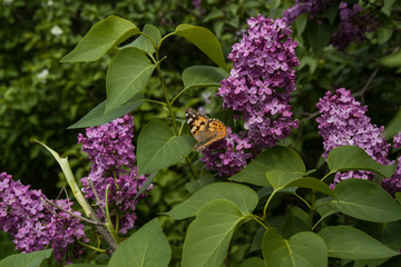 butterfly on flower