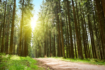 Fototapeta premium Sunlight in the germany forest. Spring nature background.