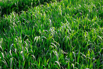 wheat in the fields