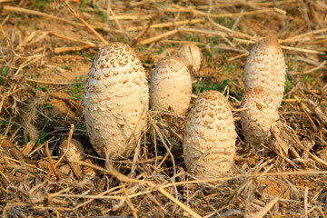 Wild mushrooms in the fields