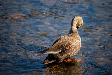 Spot-Billed Duck is grooming itself in the brook.	