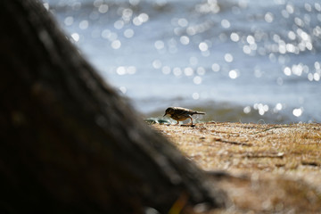 水辺に佇む　タヒバリ