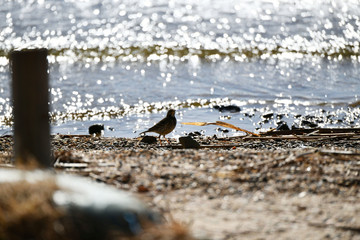 水辺に佇む　タヒバリ