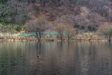 Geumpyeong Reservoir trees reflections