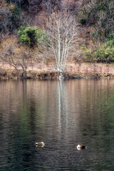 Geumpyeong Reservoir trees reflections