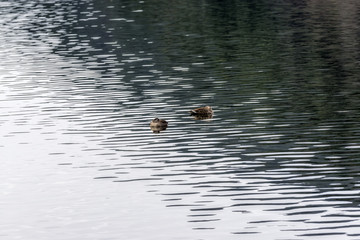 floating ducks on reservoir