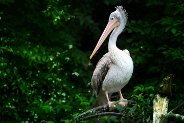 Spot-billed pelican on a tree