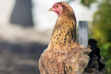 red chicken close-up