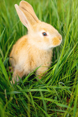 little red rabbit and Easter eggs on the green grass on a Sunny day. concept of Tradition and Easter.