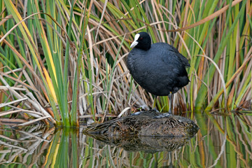 Blässhuhn (Fulica atra) - Eurasian coot