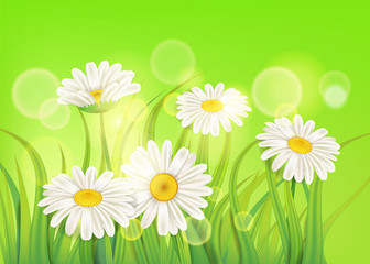 Fototapeta na wymiar Fresh spring juicy chamomile flowers and green grass, vector, template, illustration, isolated