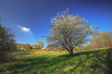 Countryside landscape, spring time in Poland.