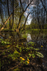 River Dajna near Mragowo, Poland.