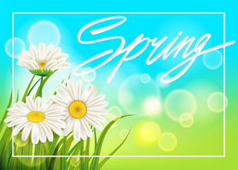 Spring daisies background fresh green grass, pleasant juicy spring colors. Spring handwriting Lettering. Vector, template, illustration, isolated