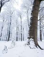 beech forest covered in snow in the netherlands