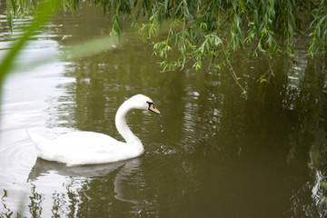 Fototapeta premium Beautiful white swan on the pond