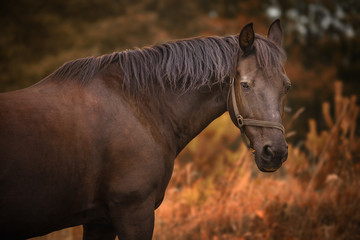 Obraz na płótnie Canvas Horse on a meadow. Outdoor natural light.