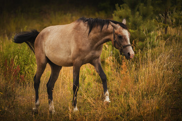 Naklejka na ściany i meble Horse on a meadow. Outdoor natural light.