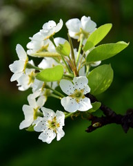 Bezaubernde Birnenblüten - Freisteller
