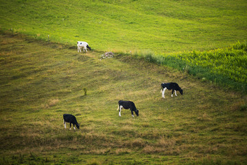 Cows on the field, polish rural landscape, late evening golden light.