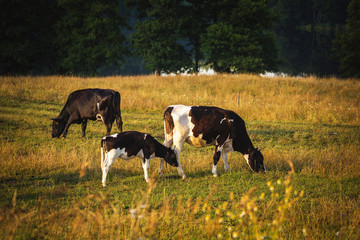 Cows on the field, polish rural landscape, late evening golden light.