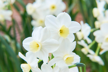 白いスイセンの花　シルバーチャイム