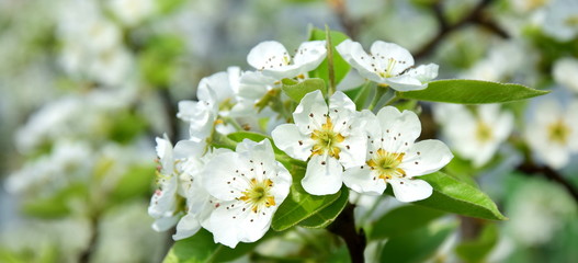 Birnbaum in voller Blüte - Banner und Textfreiraum