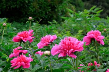 peony flowers in a garden
