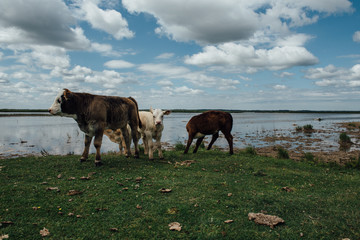 Wild Cows in Latvia - 247758911
