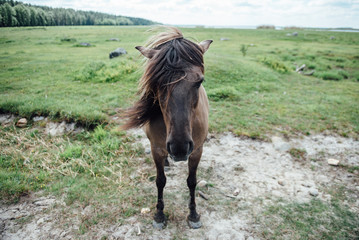 Wild Horse in Latvia - 247758943